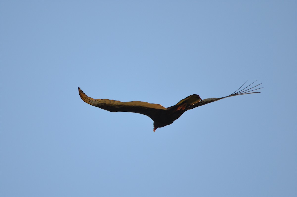 Turkey Vulture - ML646597382
