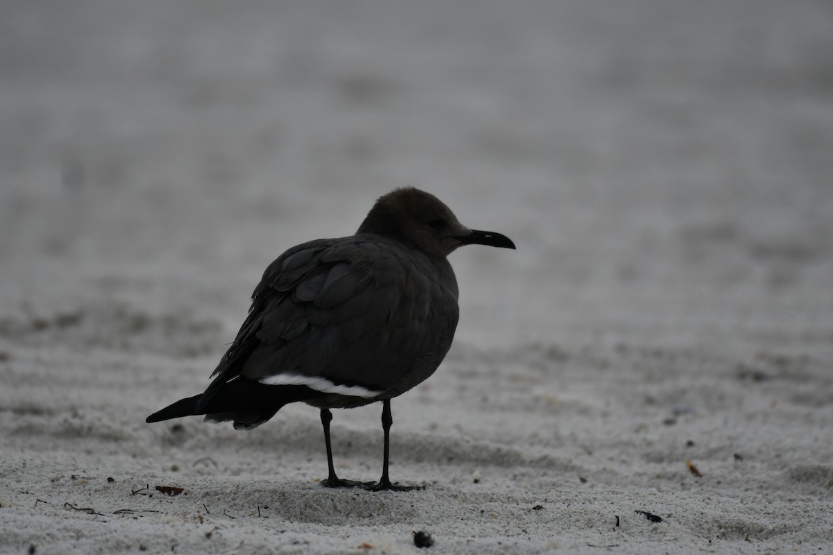 Серая чайка - ML646597383