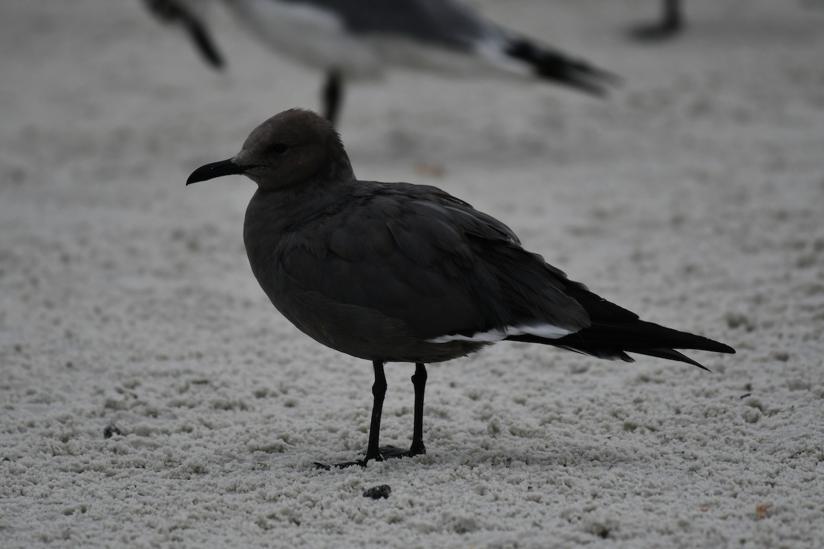 Серая чайка - ML646597384