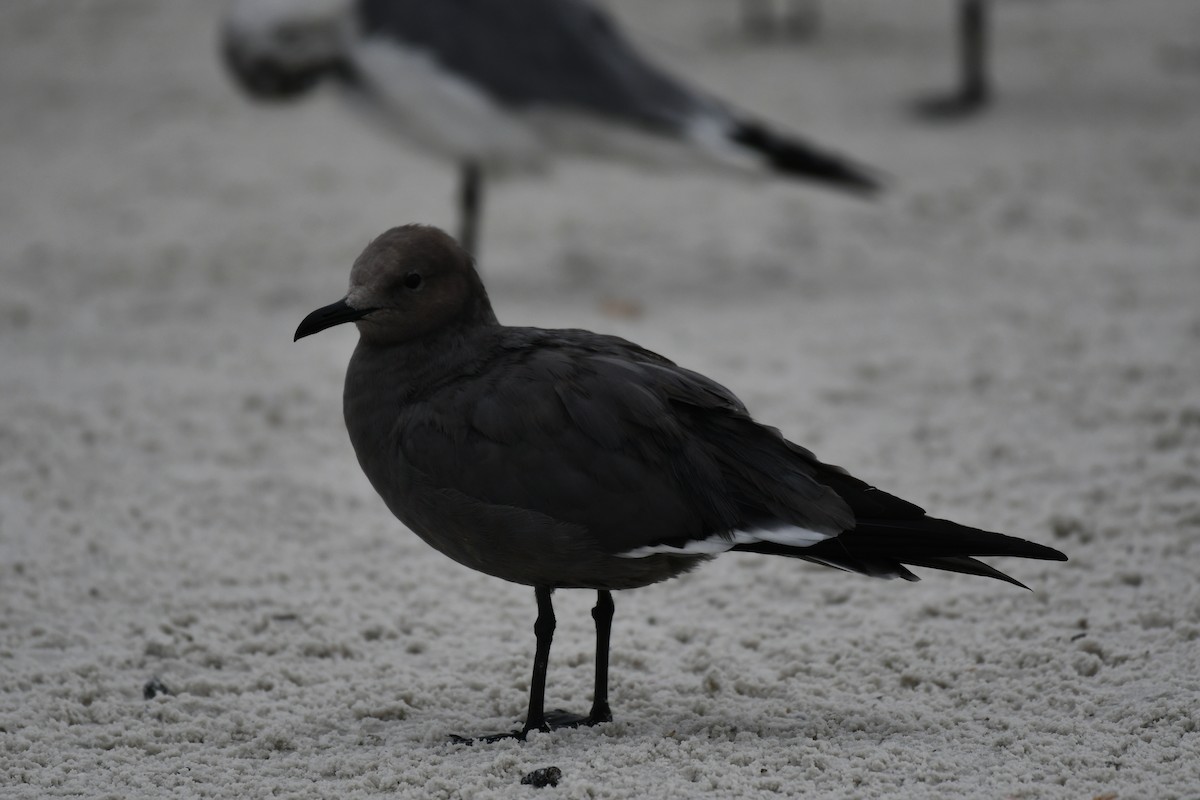 Серая чайка - ML646597385