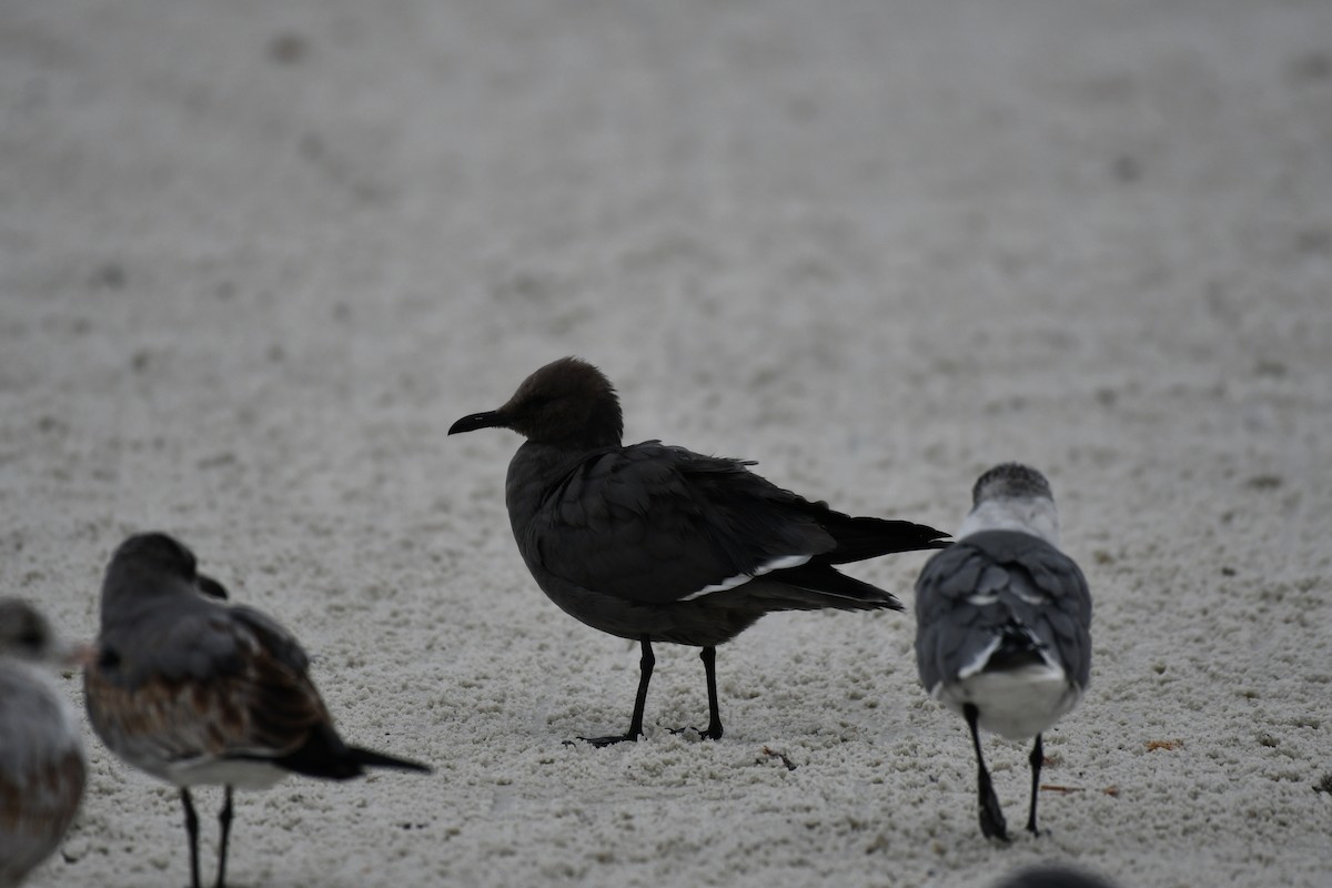 Серая чайка - ML646597386