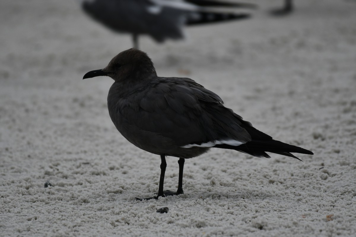 Серая чайка - ML646597387