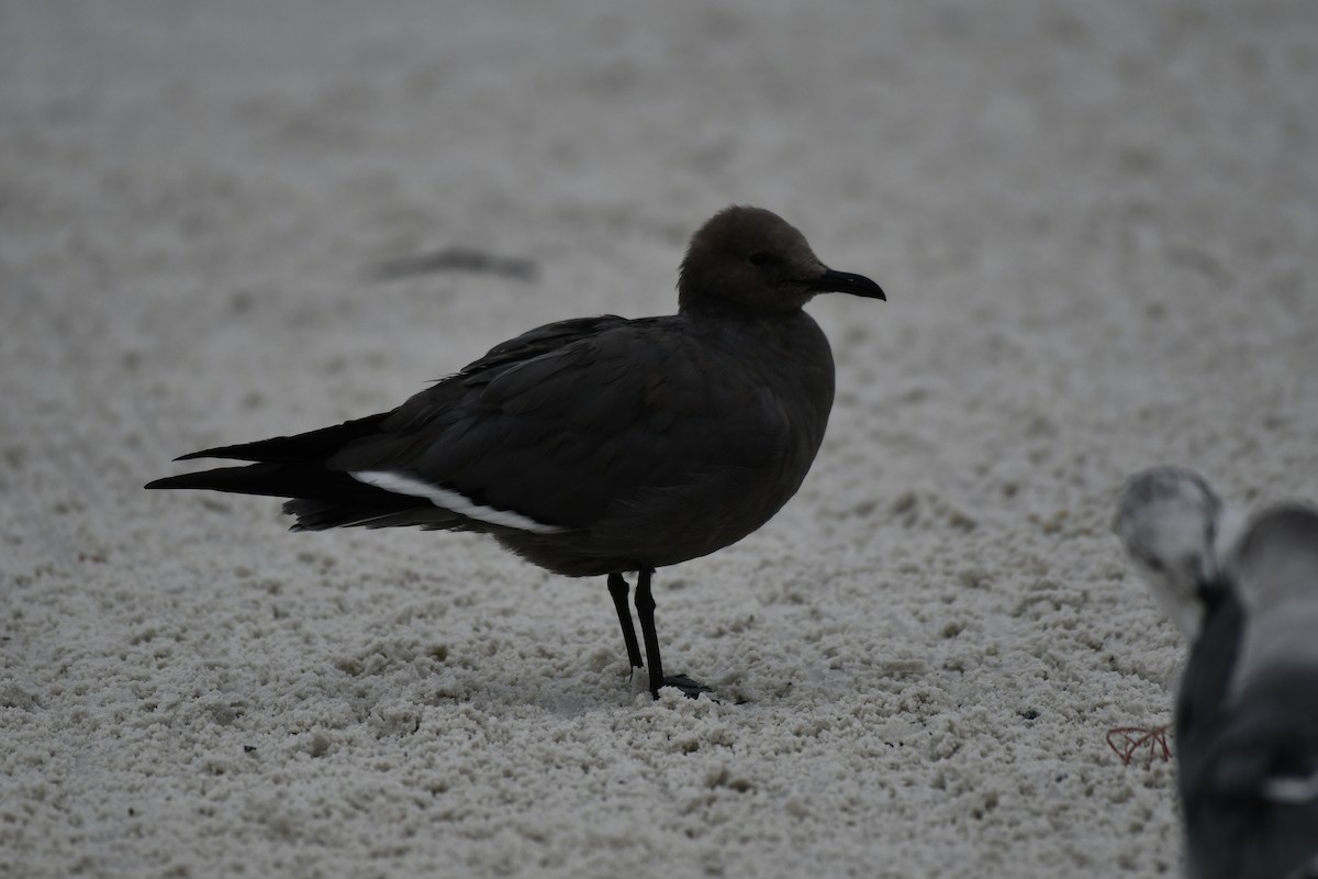 Серая чайка - ML646597388