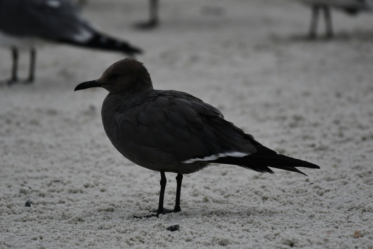 Серая чайка - ML646597389