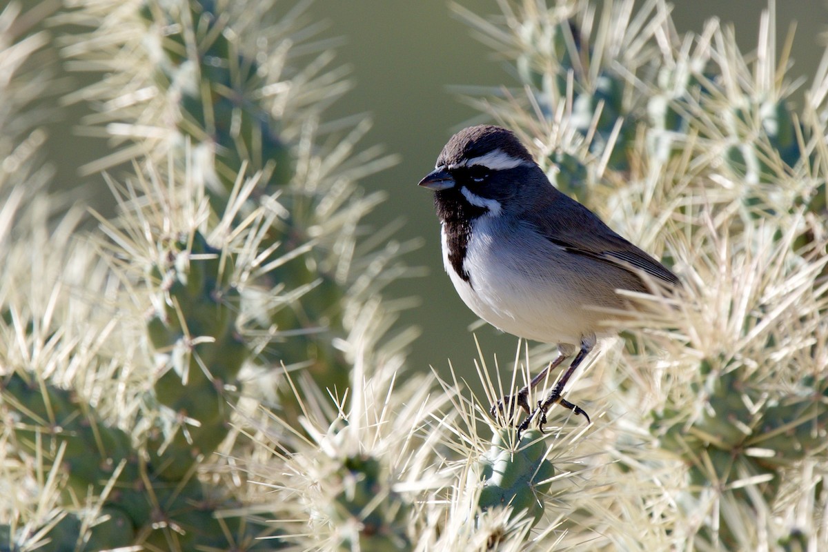 Black-throated Sparrow - ML646597391