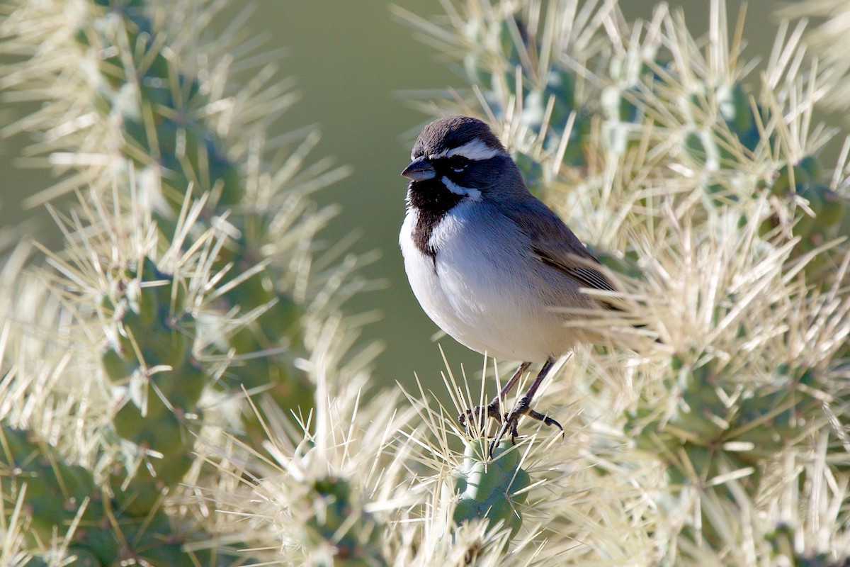Black-throated Sparrow - ML646597392