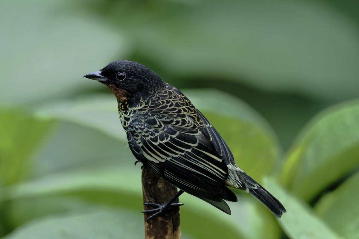 Рыжегорлая танагра - ML646597394