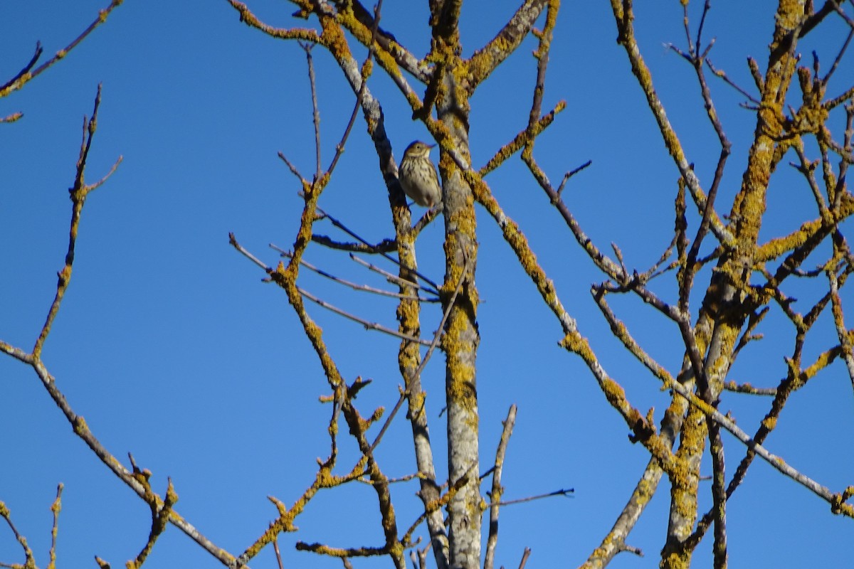 Meadow Pipit - ML646597395