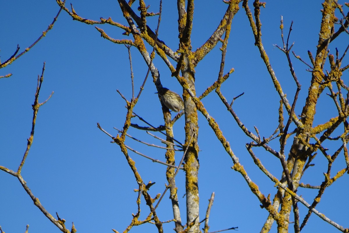 Meadow Pipit - ML646597396