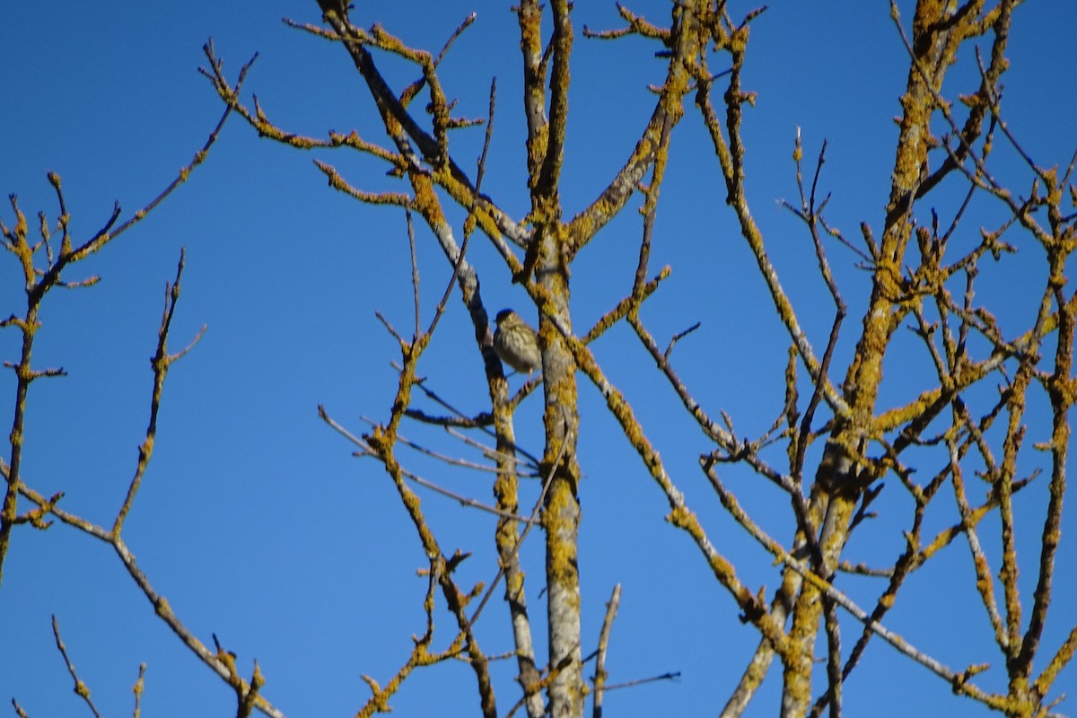 Meadow Pipit - ML646597397