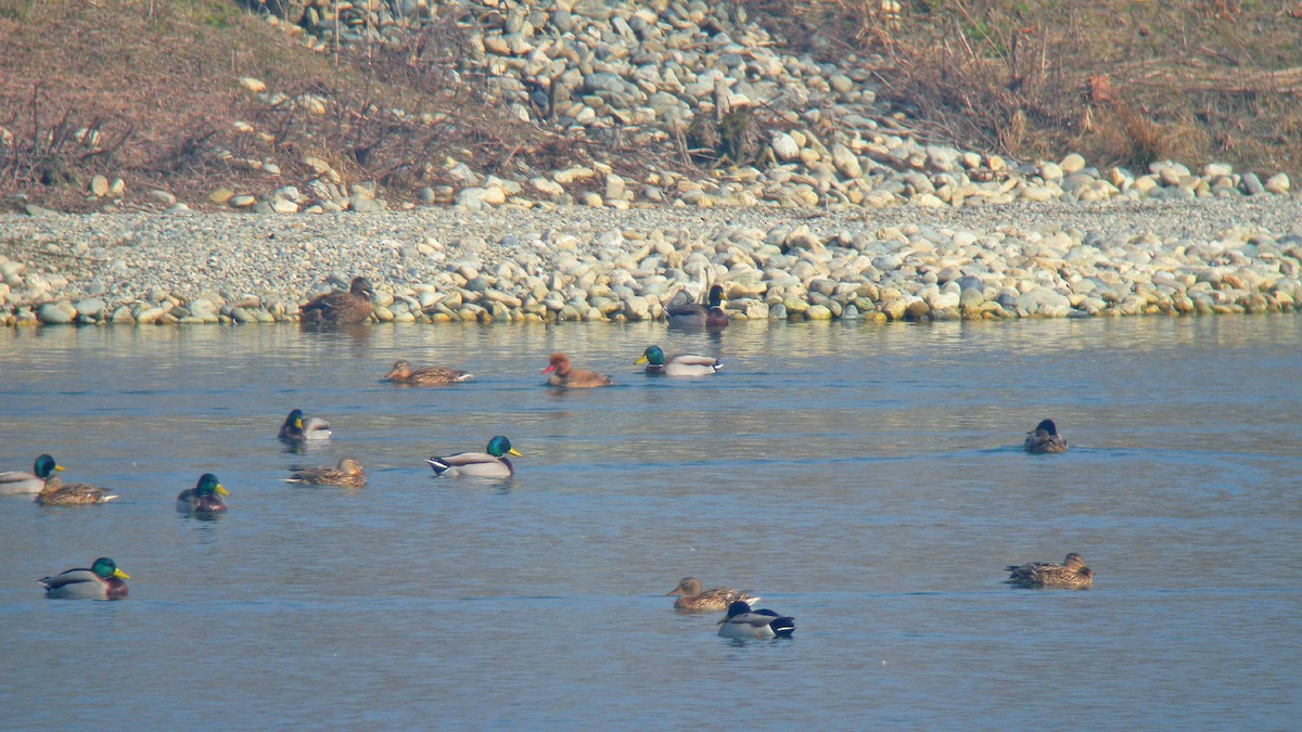 Red-crested Pochard - ML646597399