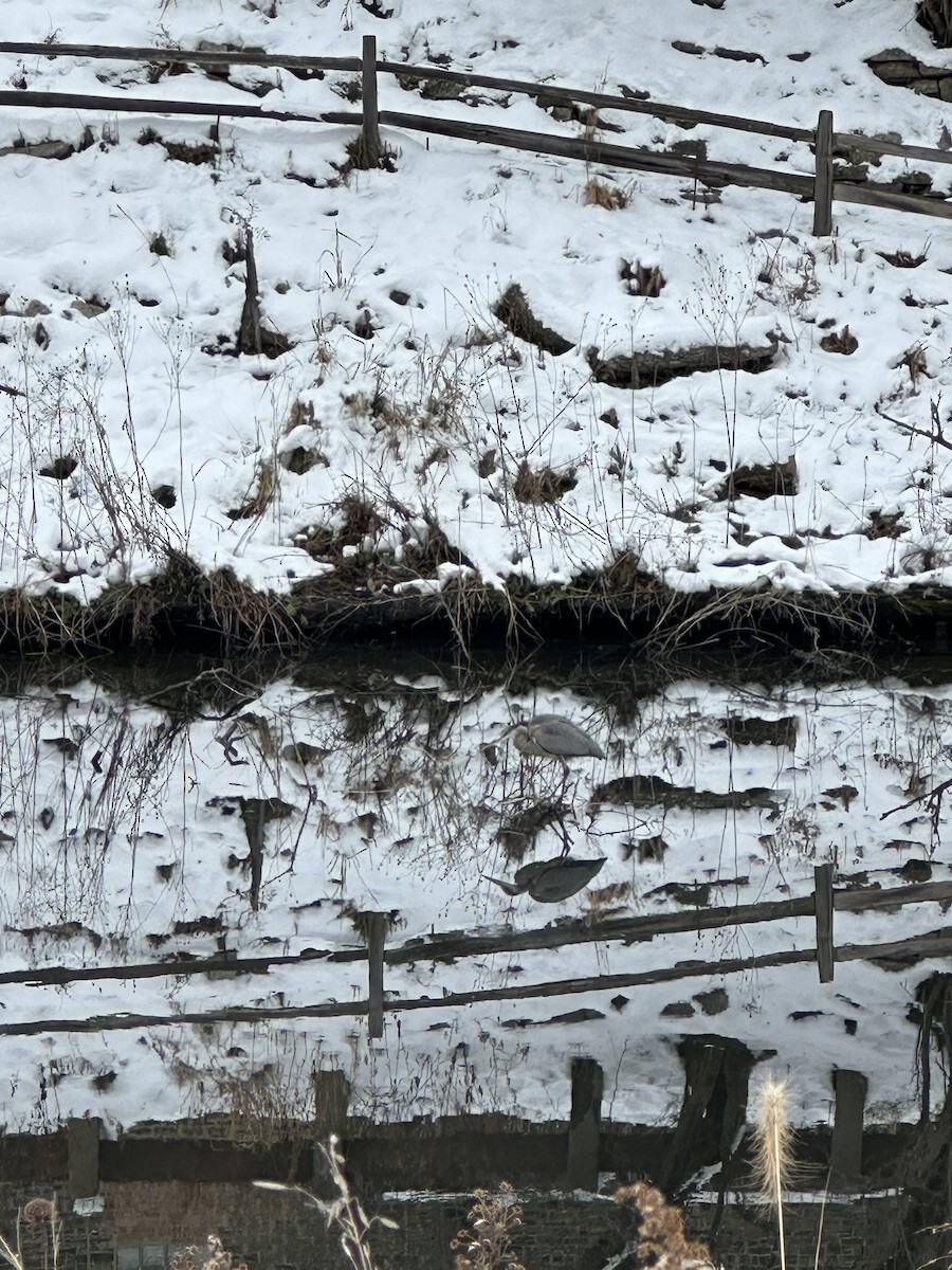 Great Blue Heron - ML646597403