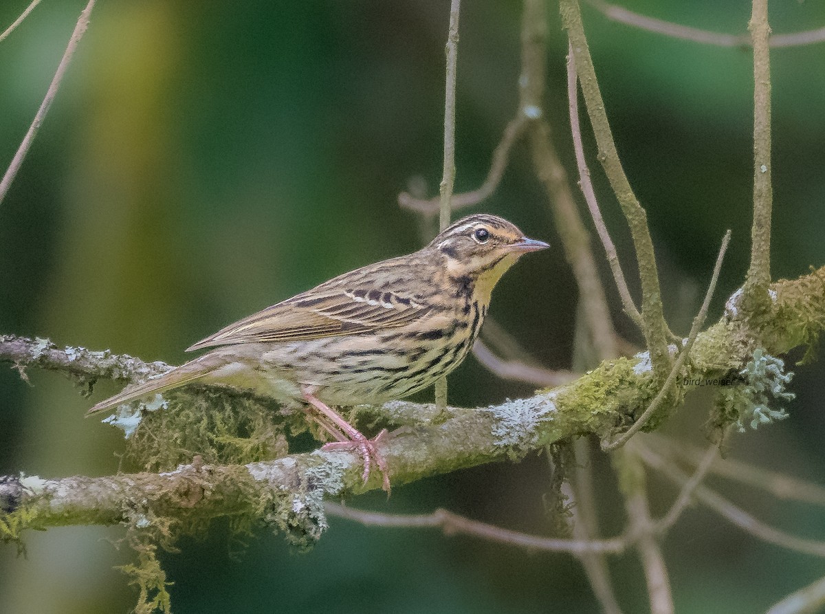 Olive-backed Pipit - ML646597404