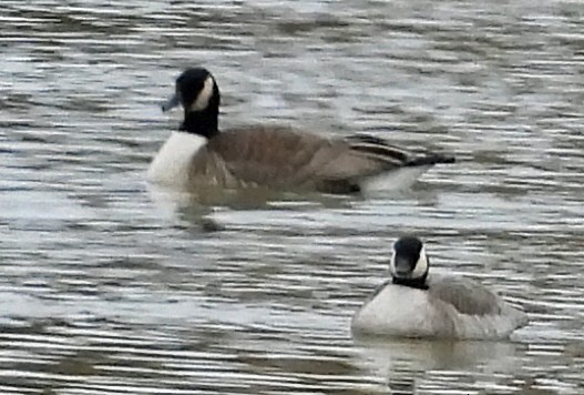 Oca canadese minore (hutchinsii) - ML646597407