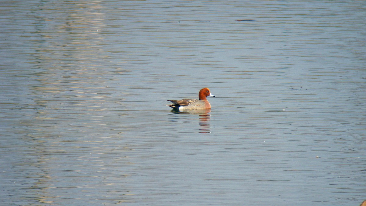 Eurasian Wigeon - ML646597409