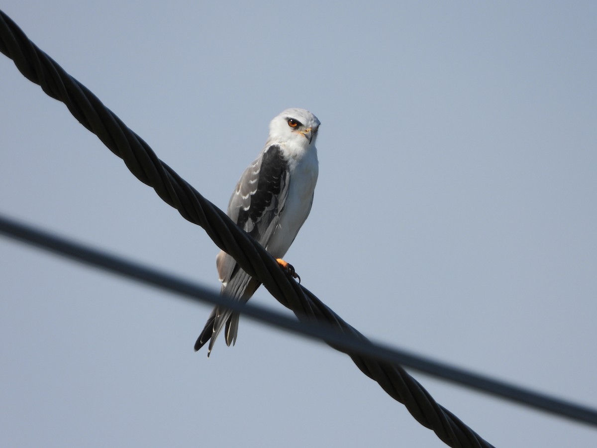 Black-winged Kite - ML646597410