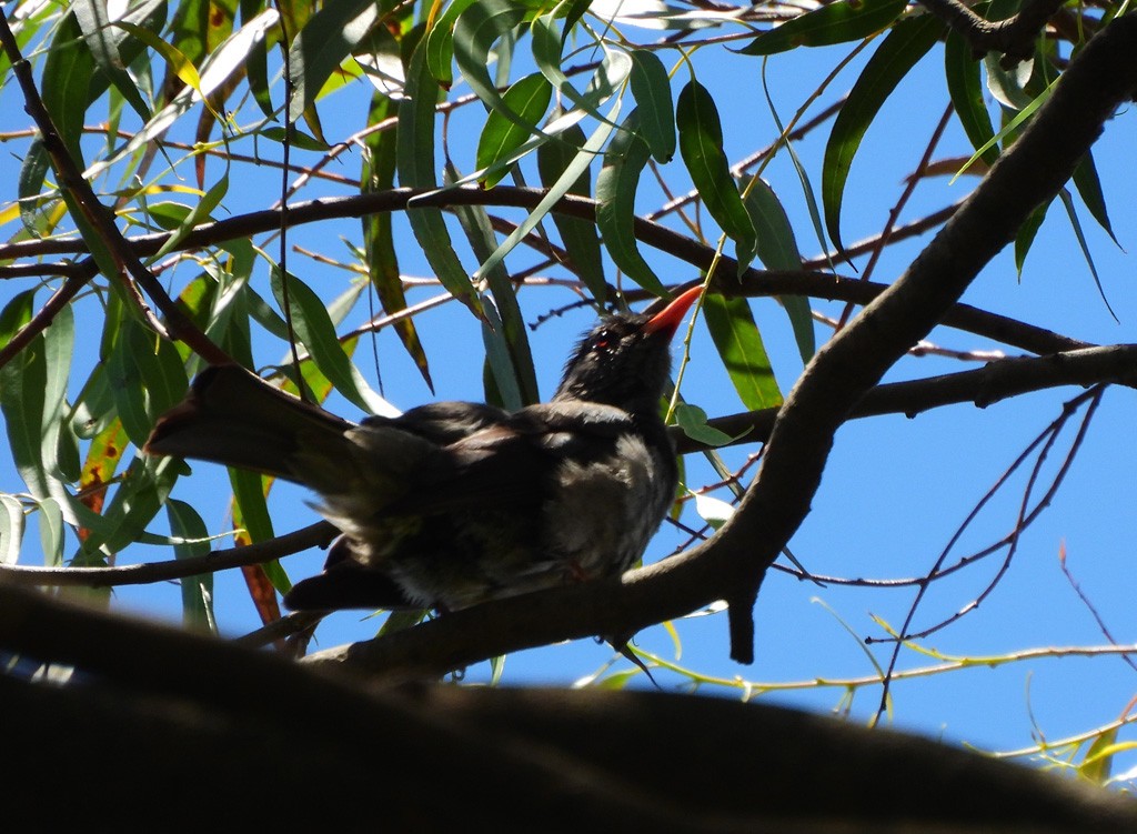Malagasy Bulbul - ML646597411