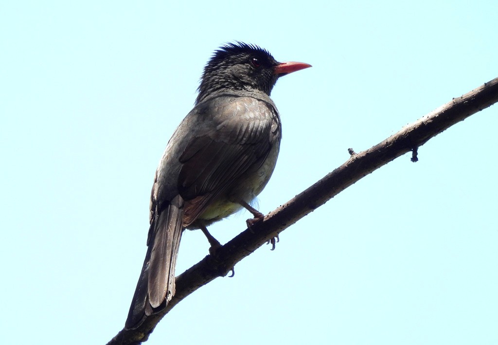 Malagasy Bulbul - ML646597412