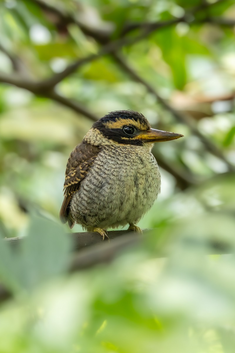 Scaly-breasted Kingfisher - ML646597414