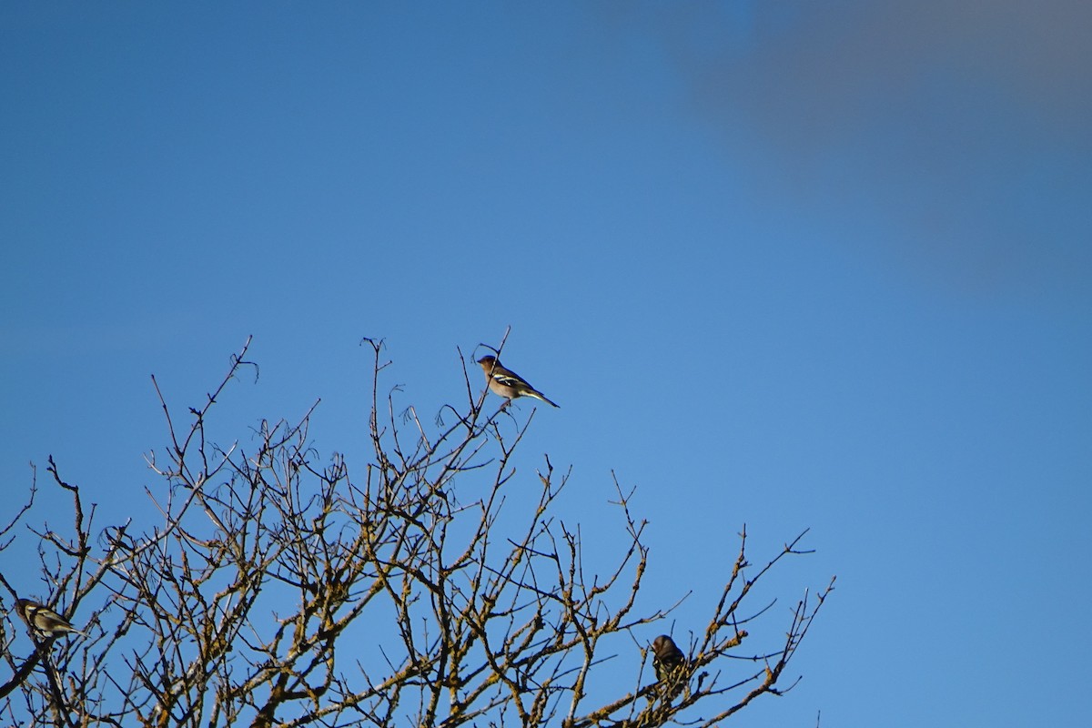 Common Chaffinch - ML646597415