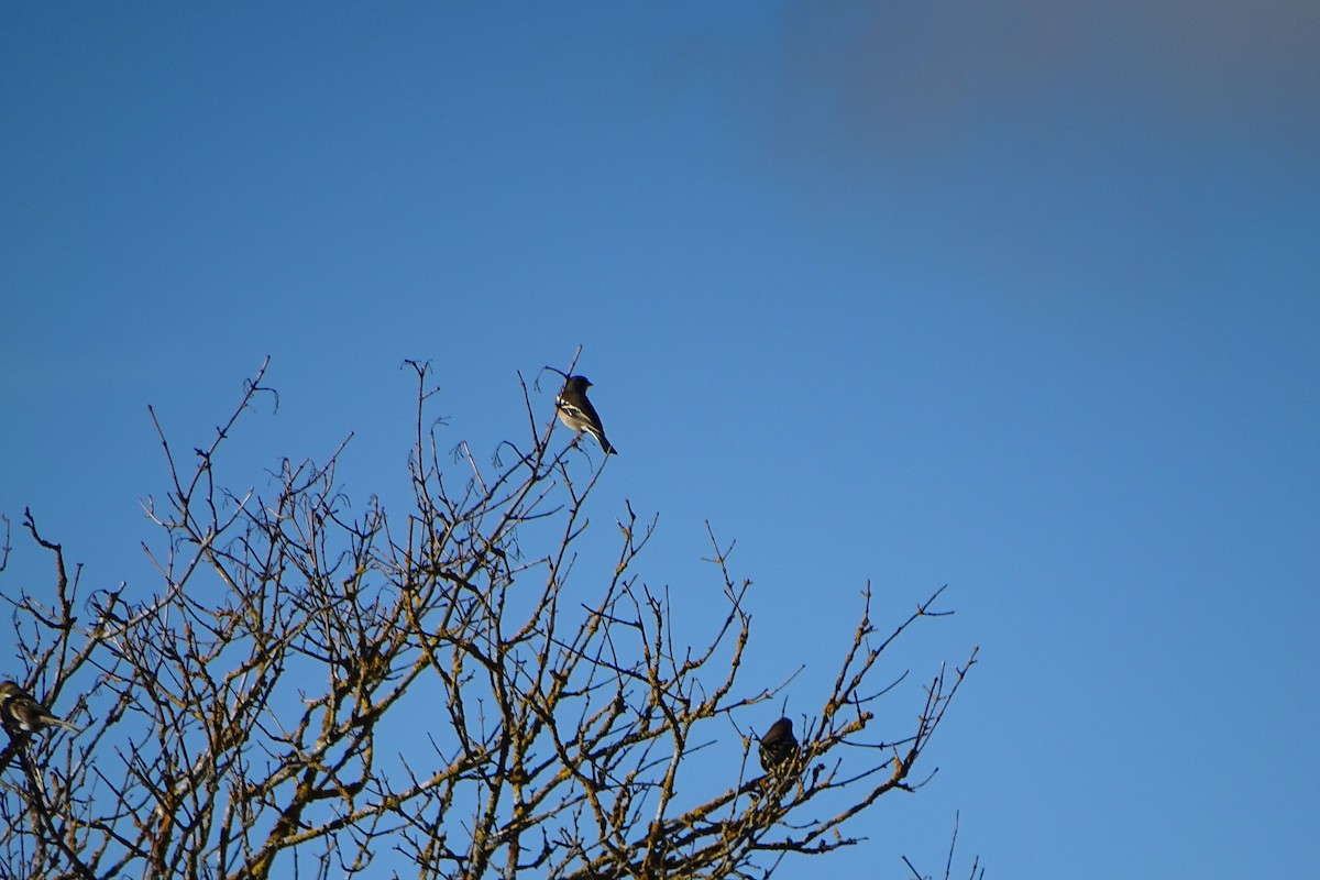 Common Chaffinch - ML646597416
