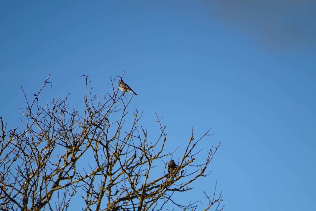 Common Chaffinch - ML646597417