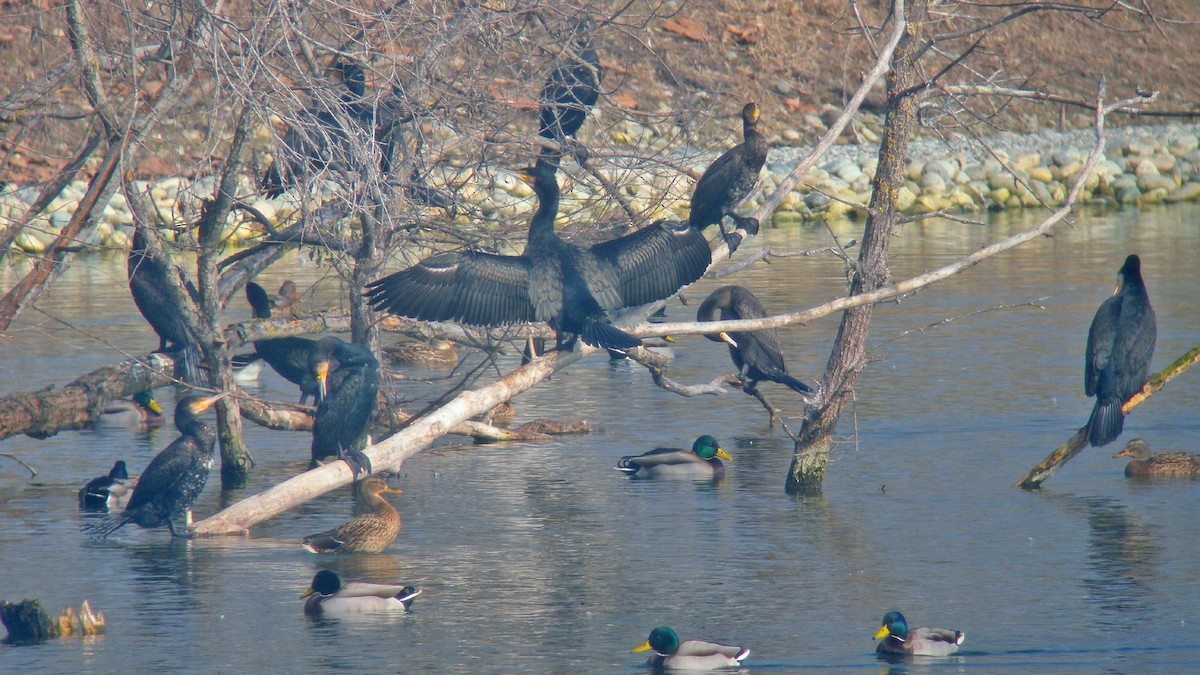 Great Cormorant - ML646597418