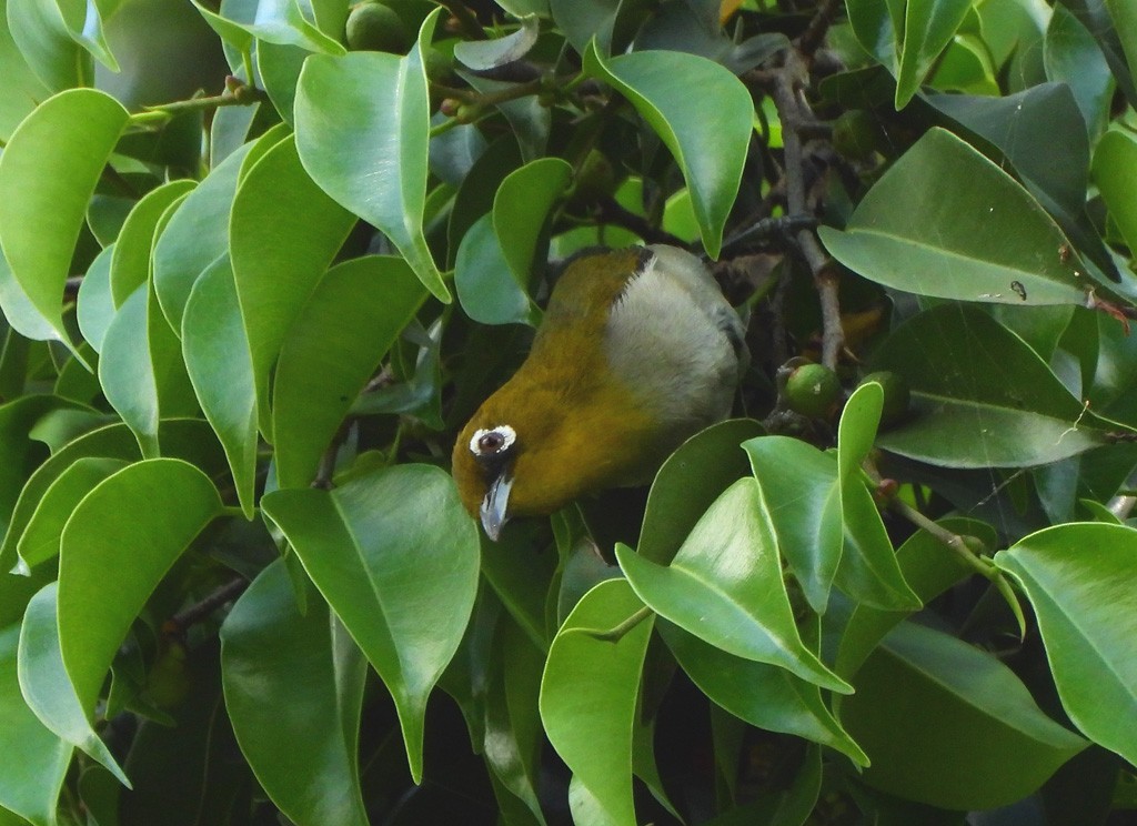 Malagasy White-eye - ML646597419