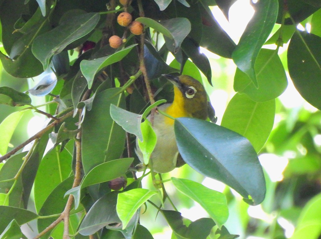 Malagasy White-eye - ML646597420