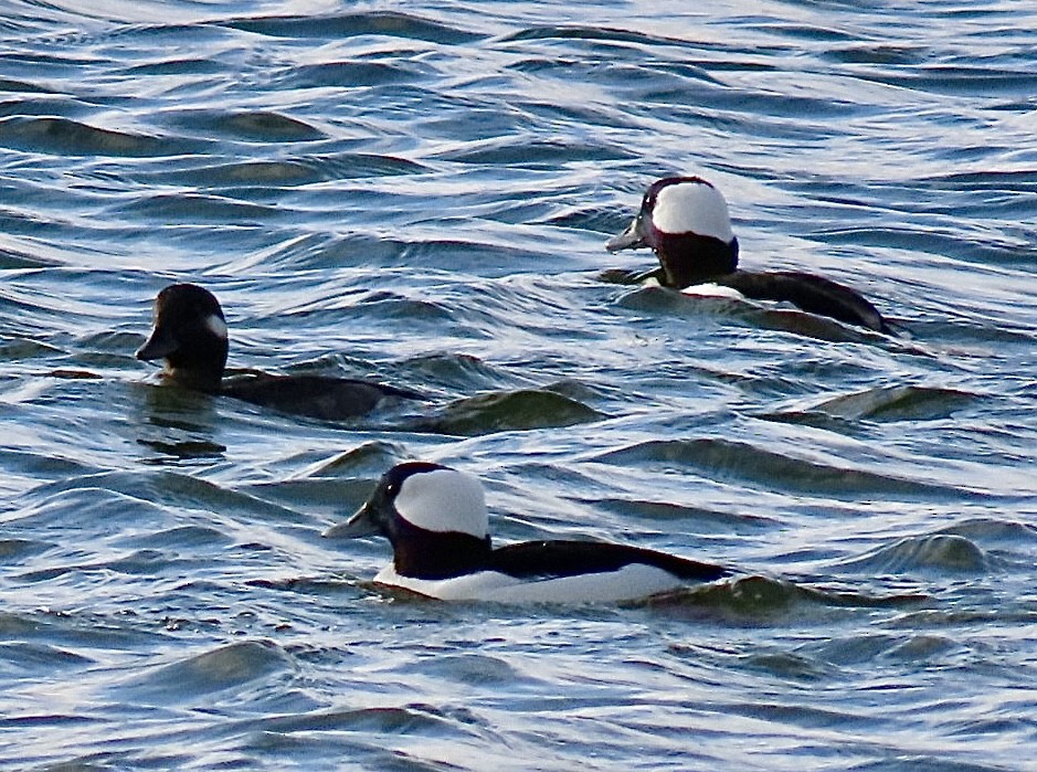 Bufflehead - ML646597423