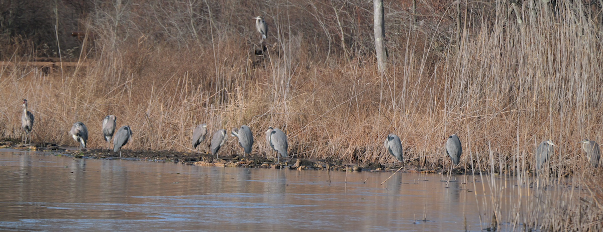 volavka velká - ML646597427