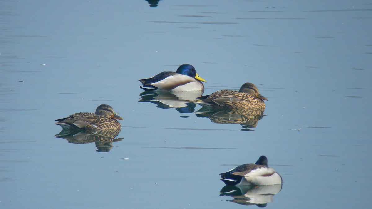 Mallard - ML646597435