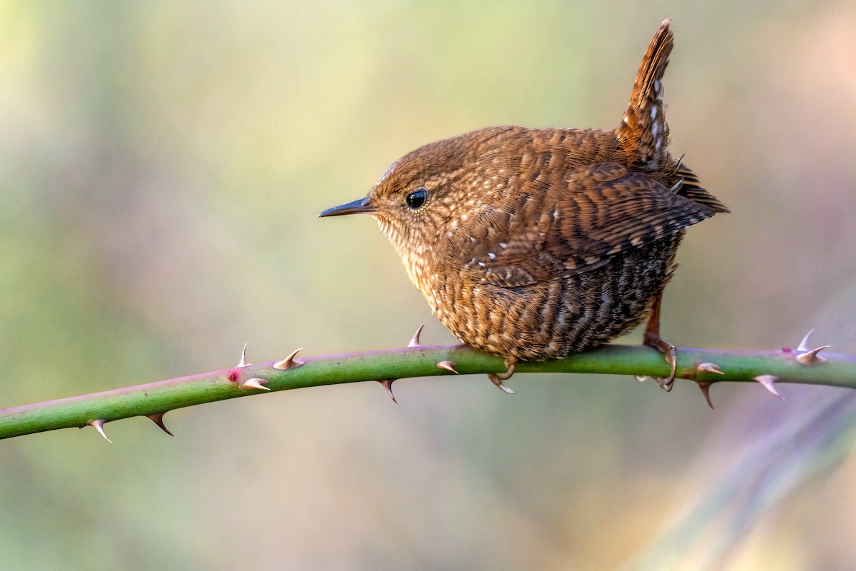 vintersmett - ML646597437