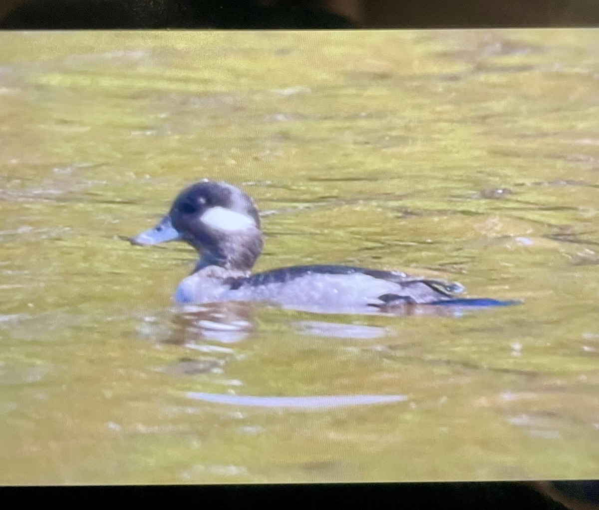 Murgilari buruzuria - ML646597439