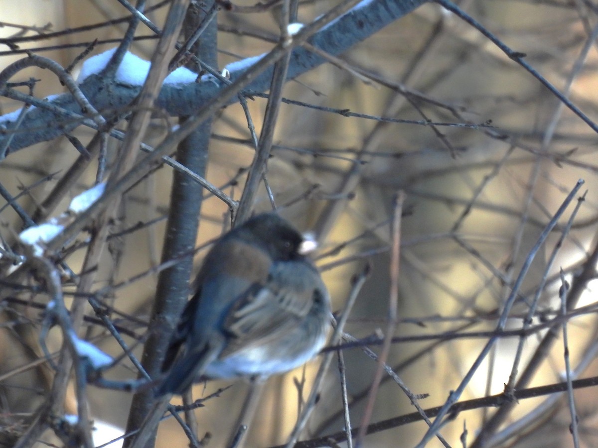 ユキヒメドリ（cismontanus） - ML646597440