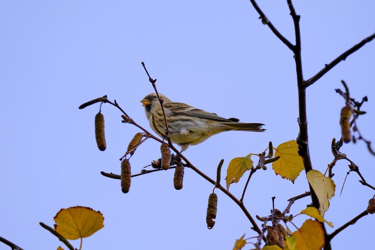 Redpoll (Lesser) - ML646597444