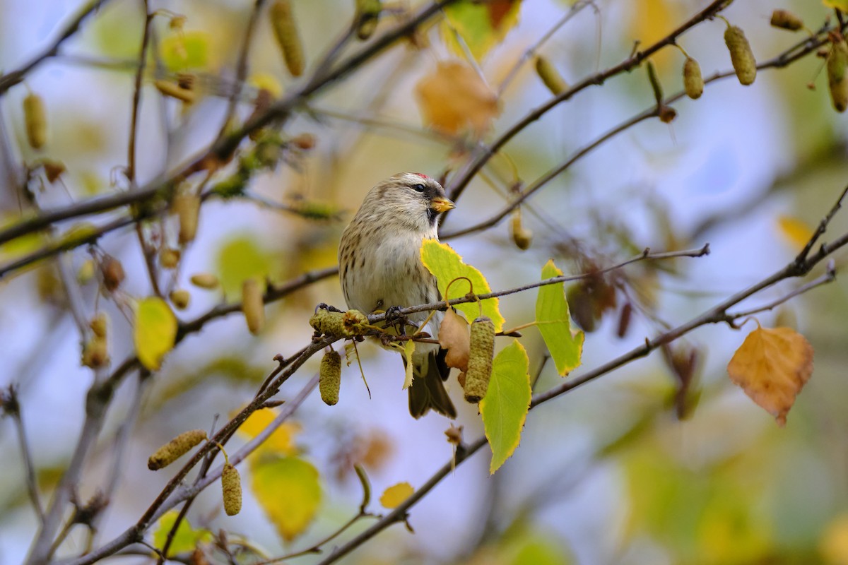 Redpoll (Lesser) - ML646597445