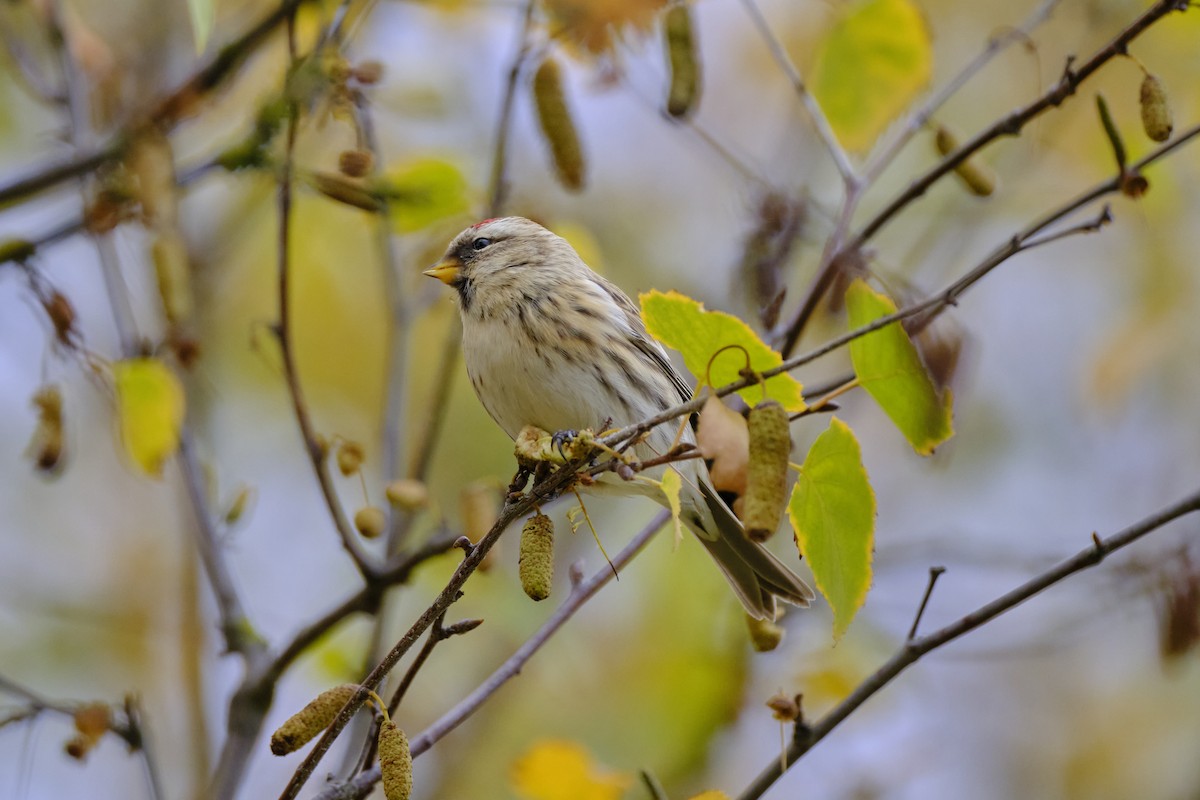 Redpoll (Lesser) - ML646597446