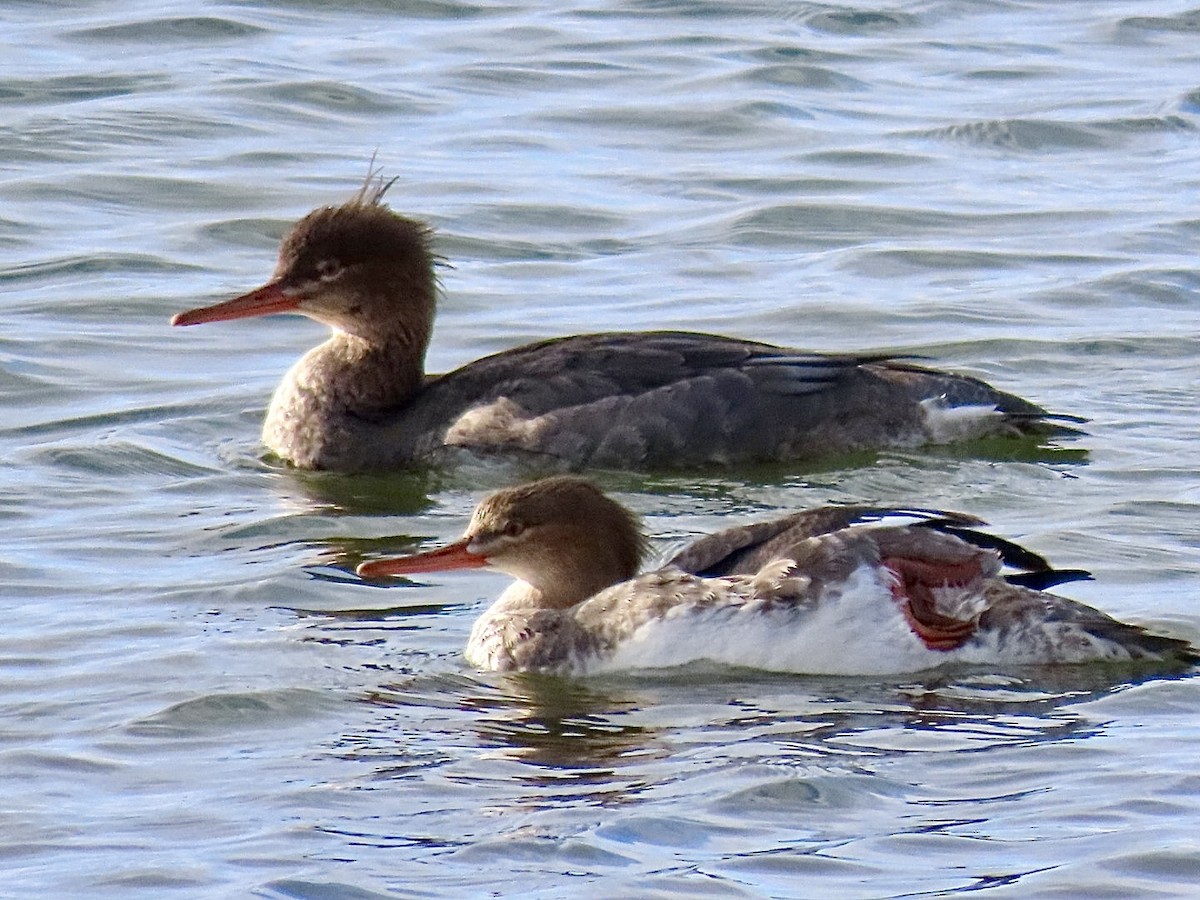 ウミアイサ - ML646597448