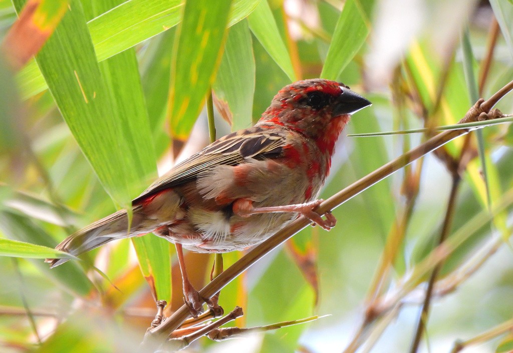 Red Fody - ML646597450