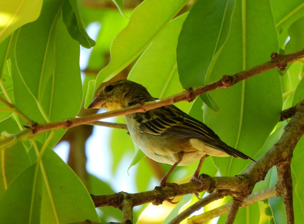 Red Fody - ML646597451