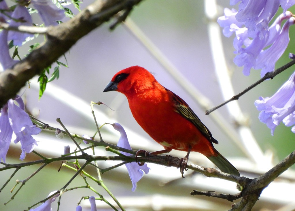 Red Fody - ML646597452