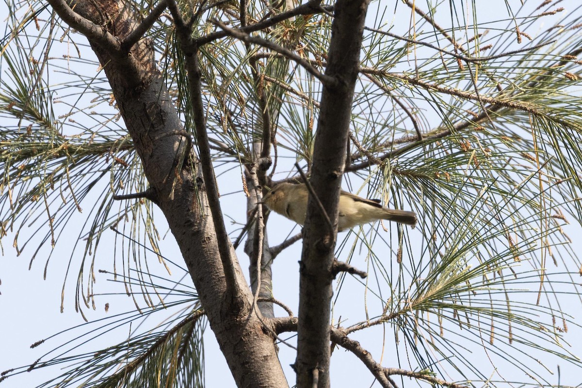 østsanger - ML646597455