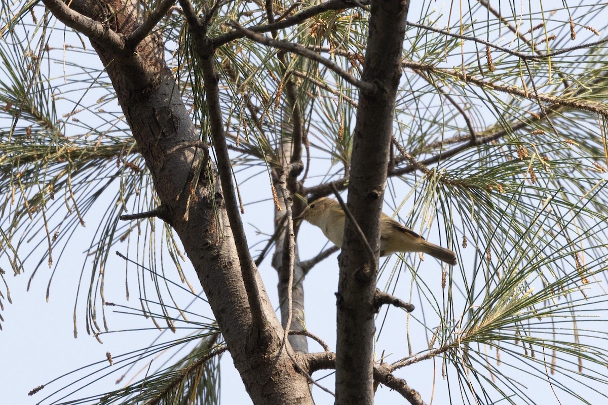 østsanger - ML646597456