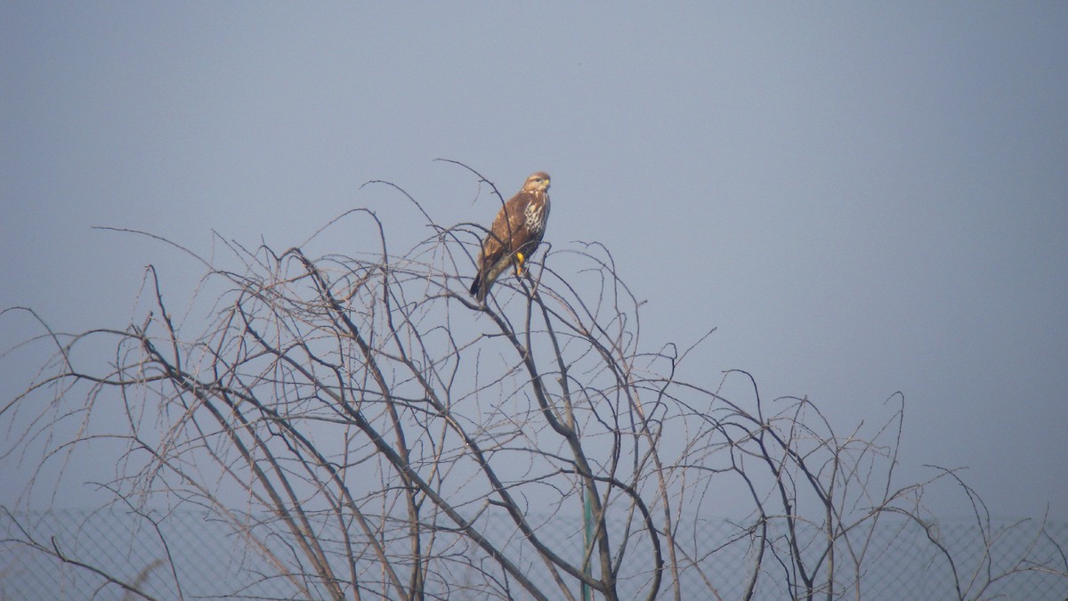 Common Buzzard - ML646597462