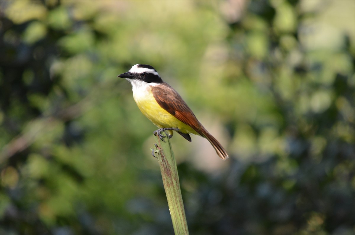 Great Kiskadee - ML646597464
