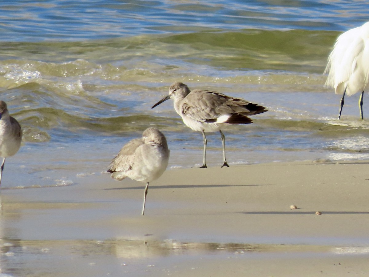 Willet - ML646597465