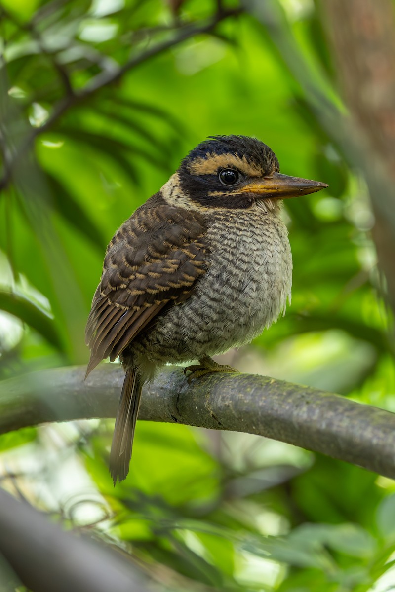 Scaly-breasted Kingfisher - ML646597468