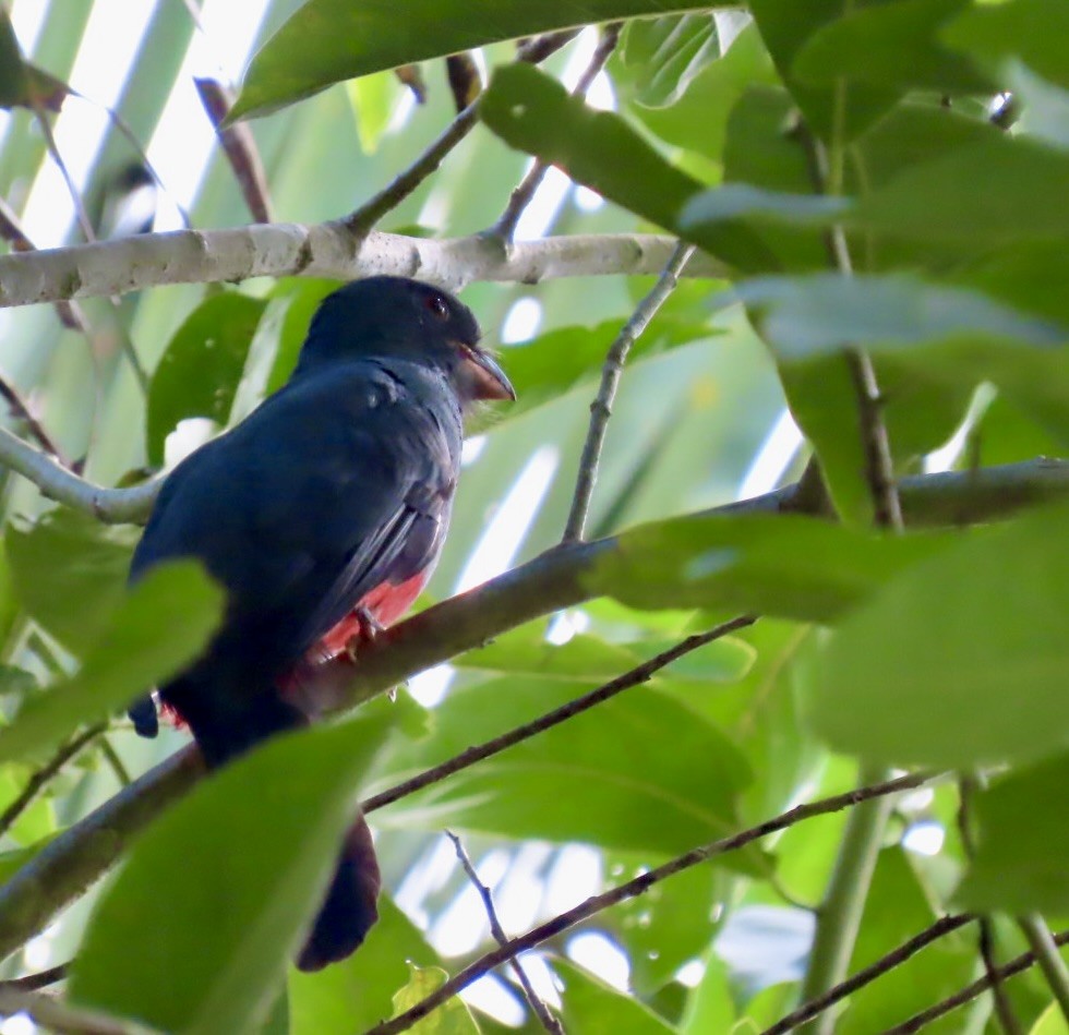 Slaty-tailed Trogon - ML646597478
