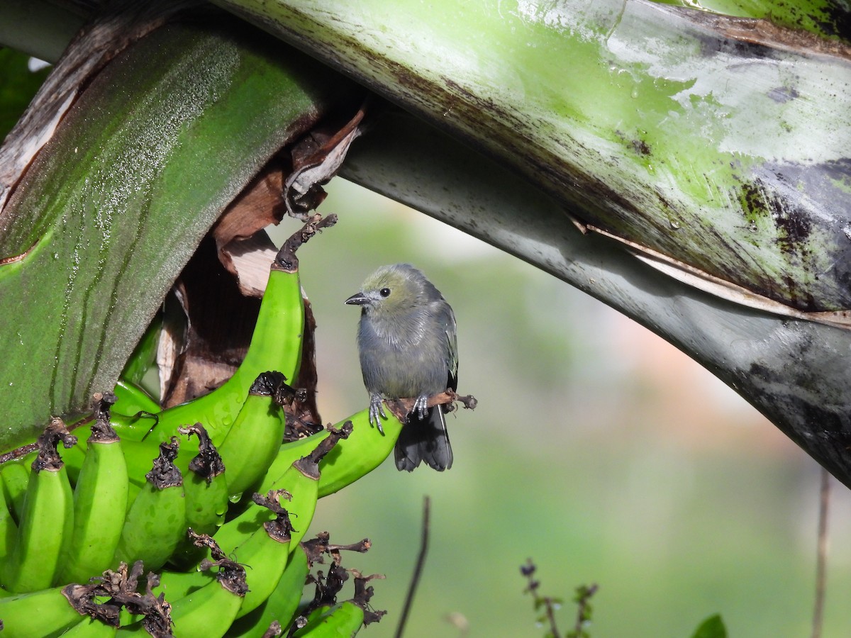 Palm Tanager - ML646597479